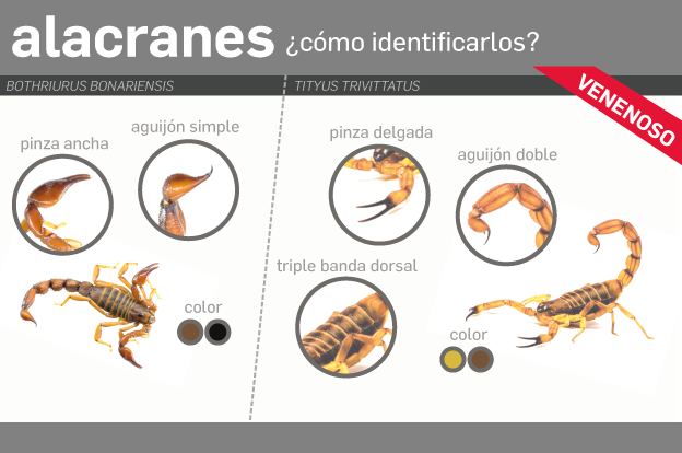 Recomendaciones para prevenir accidentes con alacranes, serpientes y arañas