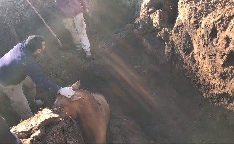Caballo atrapado en una zanja