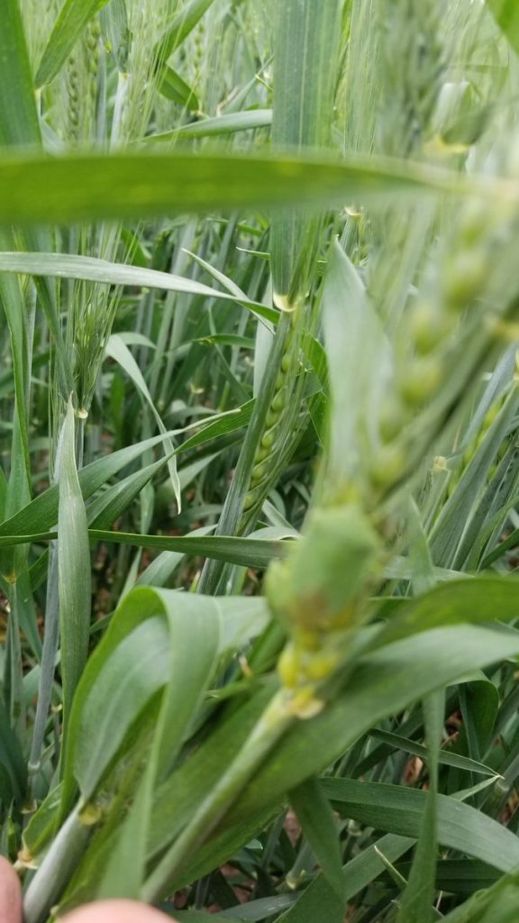 Trigo: actualidad en la zona