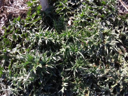 Carduus acanthoides: nuevo caso de resistencia a herbicidas