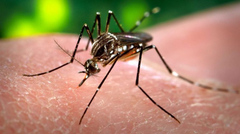 ¿Sabías que hoy en Argentina es más peligroso el dengue que el coronavirus?