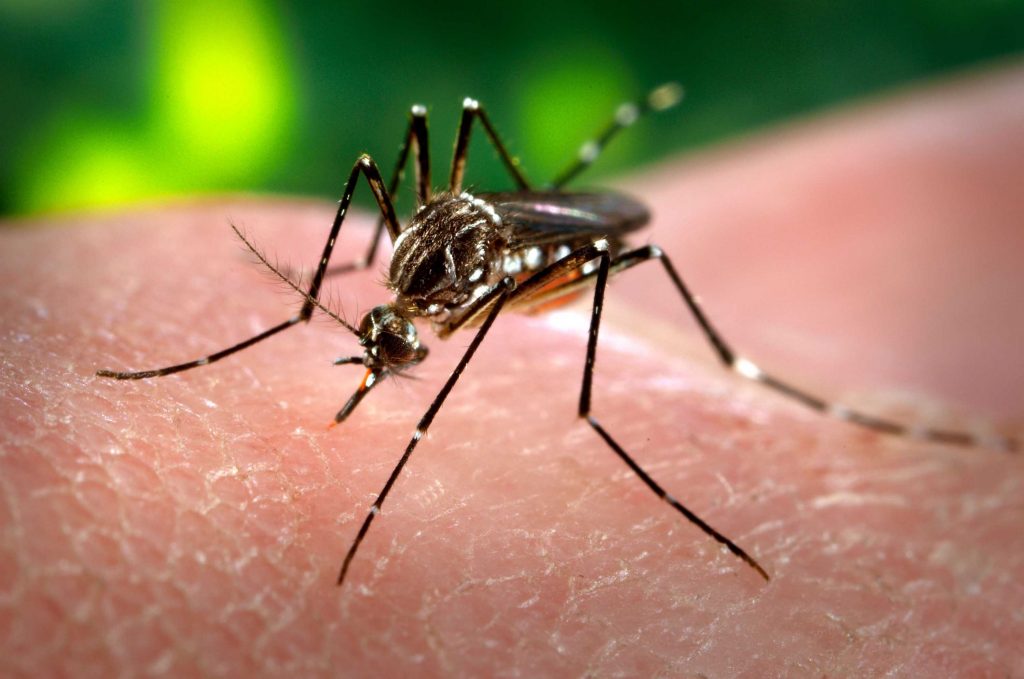 ¿Sabías que hoy en Argentina es más peligroso el dengue que el coronavirus?