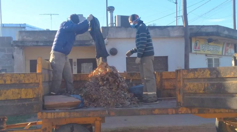 Qué hacemos con las hojas recolectadas?